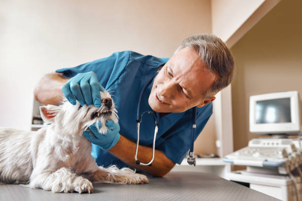 Best Emergency Dental Care for Broken or Chipped Teeth in Goldthwaite, TX